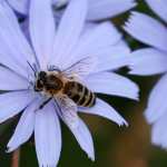 El miércoles 20 de mayo se celebra el Día Mundial de las Abejas. En el Jardín Botánico y el Museo de Historia Natural se tendrá una actividad el domino 17 de mayo. (Foto Prensa Libre: EFE)