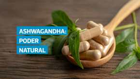 La ashwagandha, también conocida como ginseng indio, es una planta medicinal que ayuda a reducir el estrés y la ansiedad, mejorar el sueño y equilibrar el organismo. Sin embargo, expertos advierten que su consumo debe ser supervisado por un profesional para evitar riesgos.