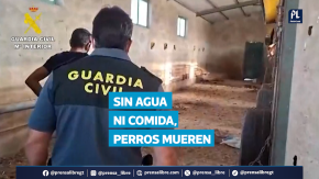 La policía de España investiga a un hombre por presunto maltrato animal tras hallar 32 perros muertos por hambre en una finca del suroeste del país. Los animales, que llevaban abandonados desde junio, estaban en condiciones insalubres, sin agua ni comida. Algunos estaban sueltos, otros encadenados o en jaulas, y varios habrían intentado alimentarse de los cadáveres en descomposición de otros perros.