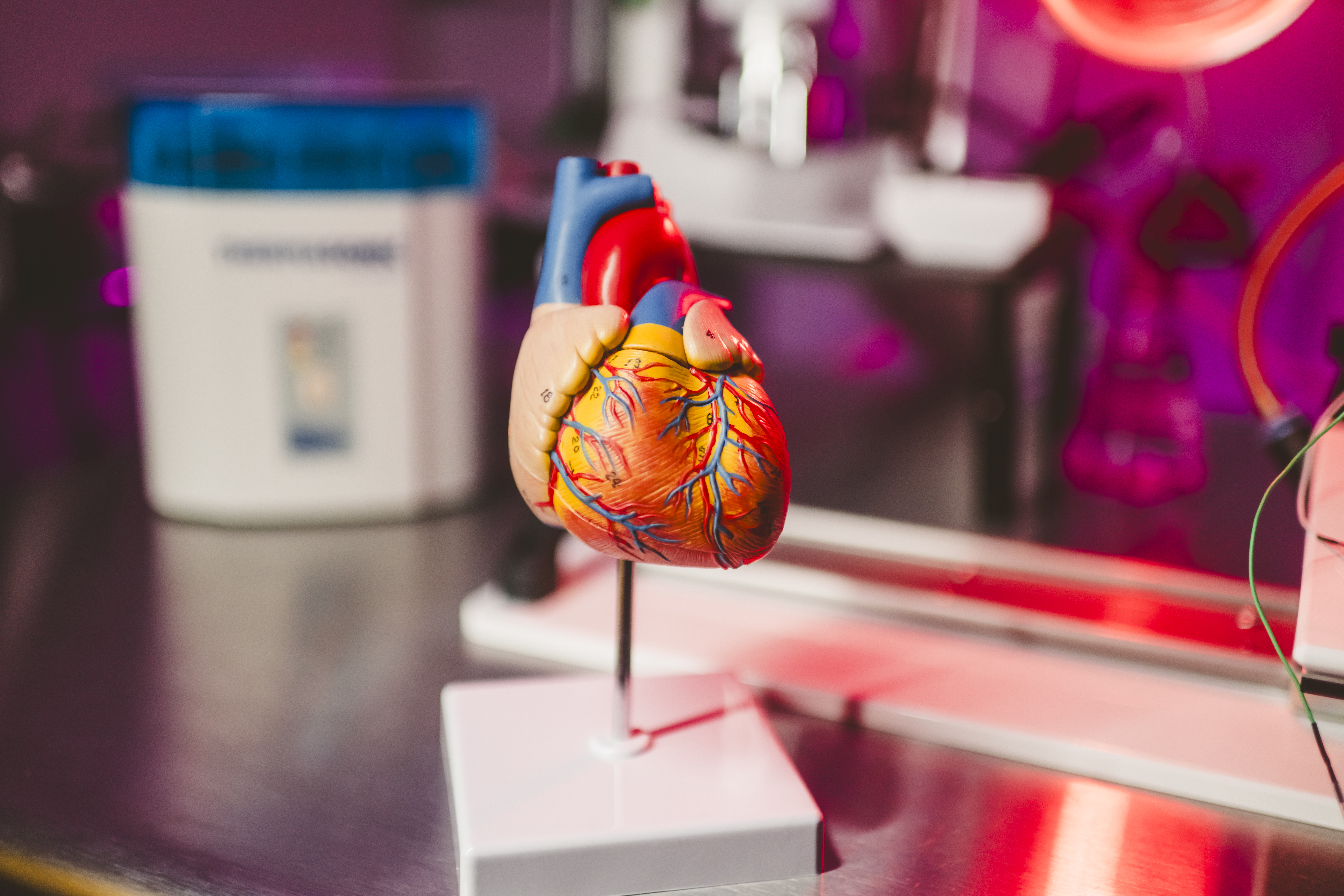 Maqueta de un corazón humano. (Foto Prensa Libre: EFE)