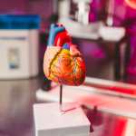 Maqueta de un corazón humano. (Foto Prensa Libre: EFE)