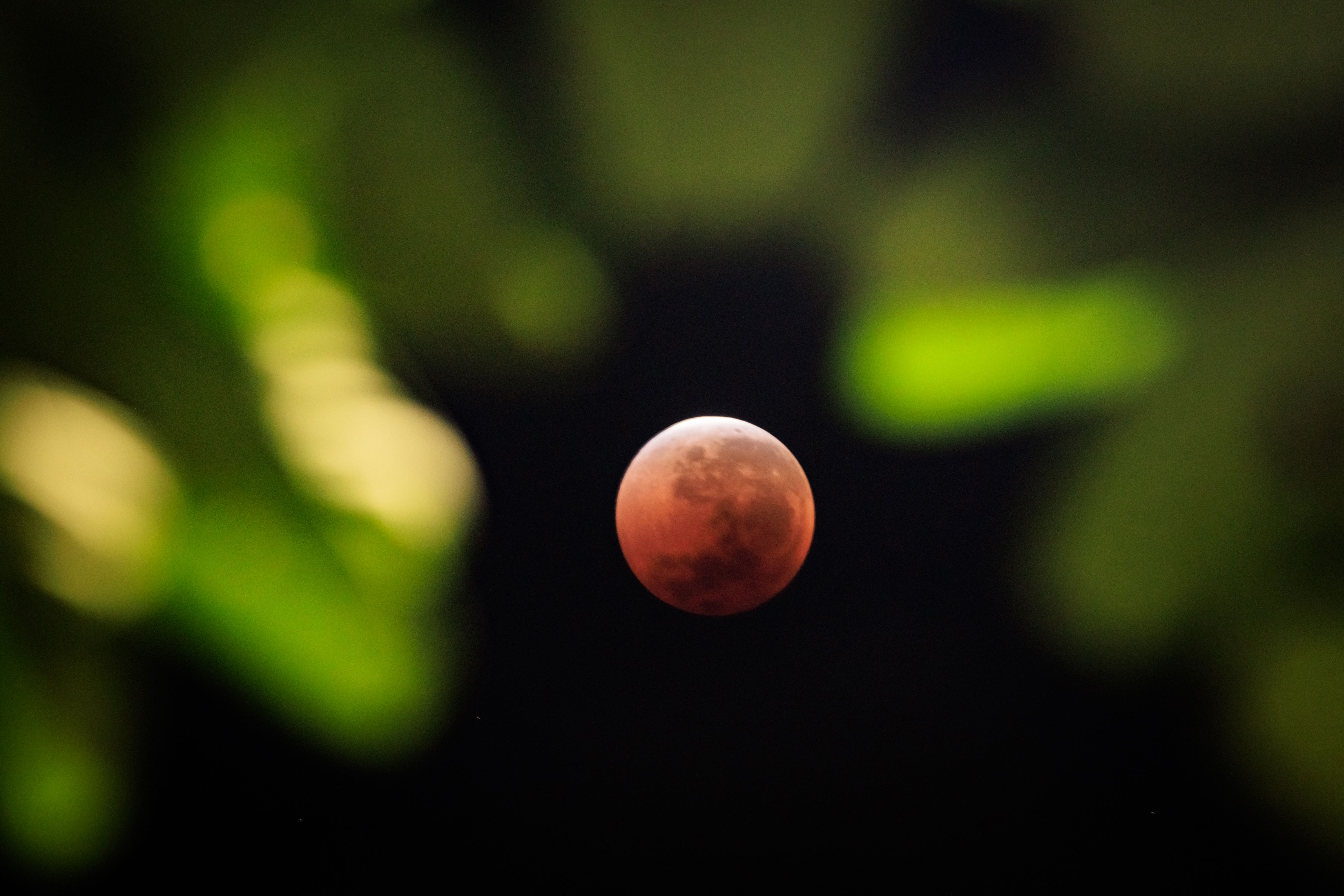 This photograph shows a view of a full moon also known as "Blood Moon" with leaves in the foreground during a phase of a total lunar eclipse in Jakarta on September 7, 2025. Stargazers will have a chance to see a "Blood Moon" on Sunday night during a total lunar eclipse visible across Asia and swathes of Europe and Africa. (Photo by YASUYOSHI CHIBA / AFP)