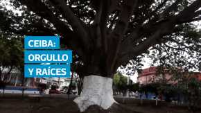 La Ceiba pentandra no solo destaca por su imponente altura y frondosidad, sino también por su profundo valor simbólico en la cosmovisión maya. Considerado el “árbol sagrado” y pilar del universo, su presencia sigue marcando el corazón de plazas y comunidades en todo el país. Desde 1955, esta especie fue reconocida oficialmente como el árbol nacional de Guatemala, símbolo de identidad y respeto ancestral.
