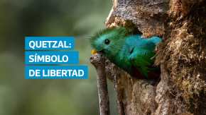 El quetzal (Pharomachrus mocinno) es el ave nacional de Guatemala y representa la libertad, la identidad y el orgullo patrio. Desde 1871 fue oficializado como símbolo nacional y, hasta hoy, se mantiene como uno de los emblemas más valiosos de la cultura y la biodiversidad del país.