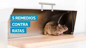Las ratas no solo contaminan alimentos y causan daños en el hogar, también transmiten enfermedades como leptospirosis, salmonelosis y hantavirus, según la OMS y la OPS. Conozca cinco alternativas caseras, económicas y seguras para mantener estos roedores lejos y reducir riesgos para su familia.