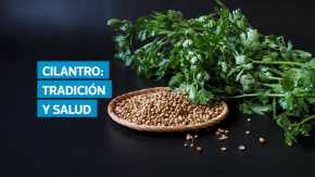 En el país existen dos tipos de cilantro, el europeo y el culantro de monte o zamat, ingrediente esencial en platillos tradicionales como el kaq’ik. Expertos destacan que su consumo aporta antioxidantes, vitaminas y minerales que favorecen la salud, aunque advierten sobre el cuidado en su manejo y consumo.