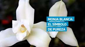 La Monja Blanca, declarada flor nacional en 1934, representa la paz, la identidad y la riqueza natural de Guatemala. Su singular belleza y su valor simbólico están hoy amenazados por la destrucción de su hábitat y el comercio ilegal, lo que ha llevado a esfuerzos urgentes por preservar esta orquídea única del país.