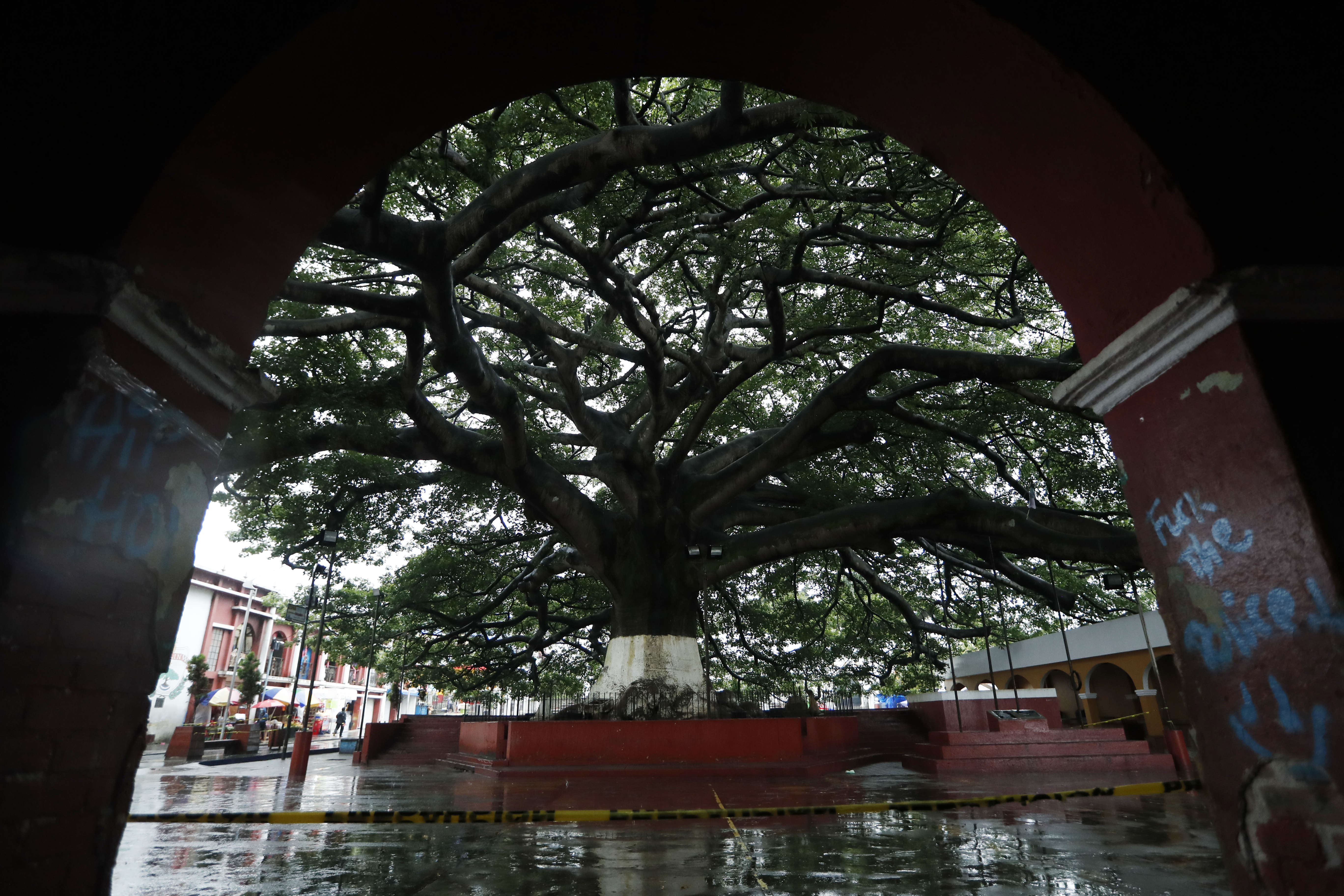 La Ceiba es el árbol nacional de Guatemala, considerado sagrado para la cultura maya al asociarse con la vida y conexión con el cosmos. (Foto Prensa Libre: Hemeroteca PL)