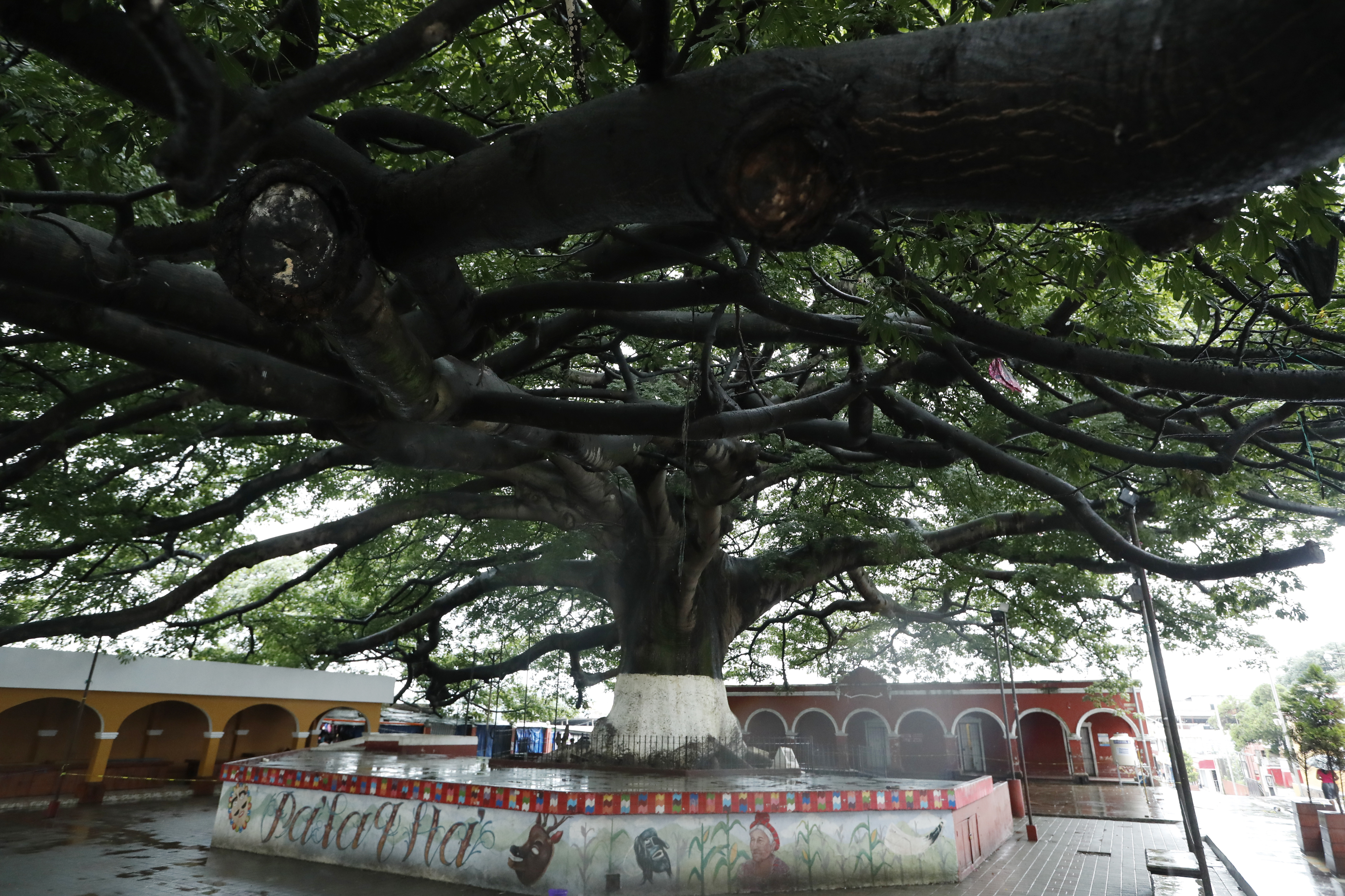 La Ceiba, el árbol nacional de Guatemala puede alcanzar los 50 metros de altura y su tronco puede tener más de 3 metros de diámetro. Fue declarada símbolo nacional en 1955. (Foto Prensa Libre: Hemeroteca PL)
