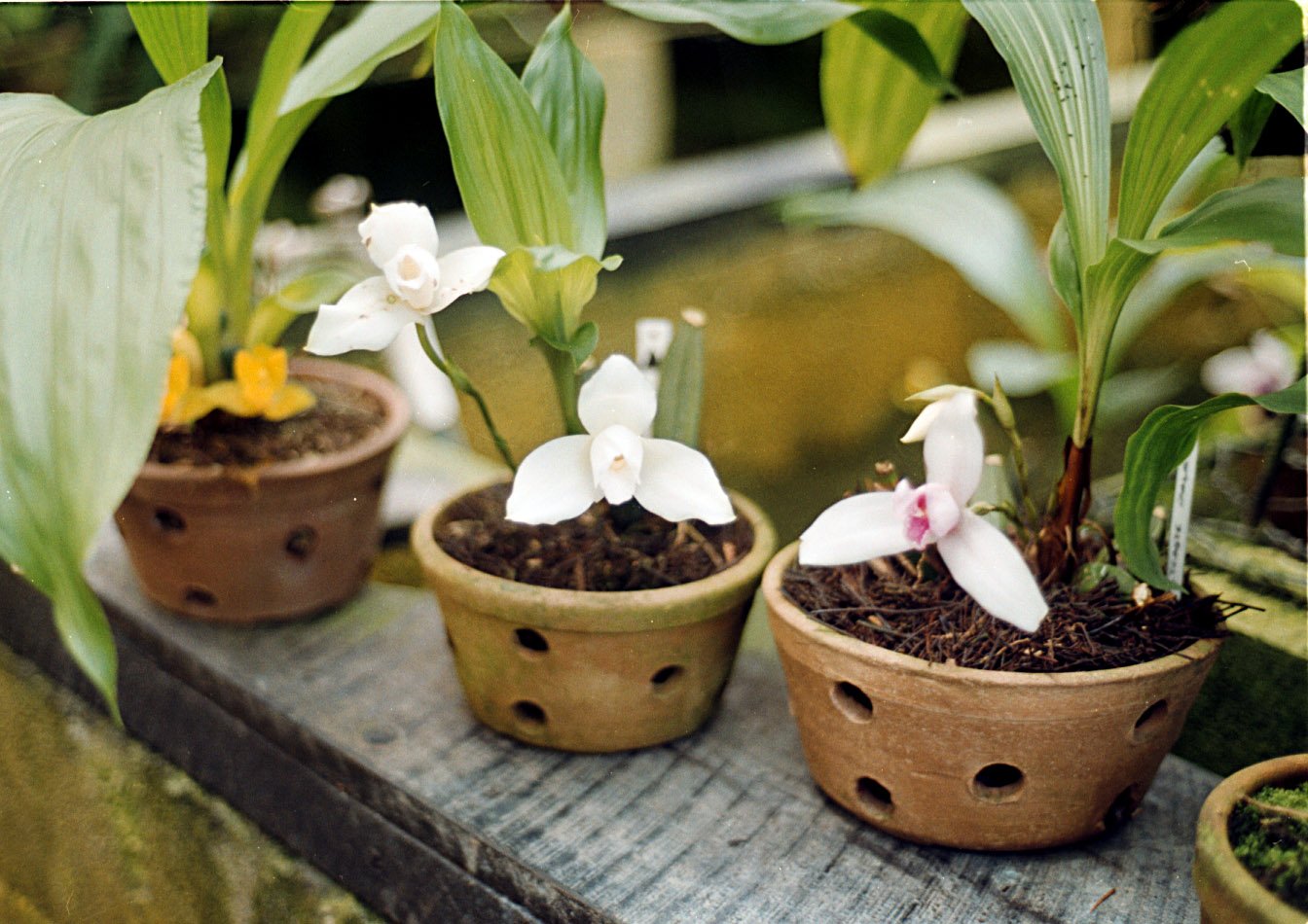 SIMBOLOS-PATRIOS-GUATEMALA-MONJA-BLANCA'