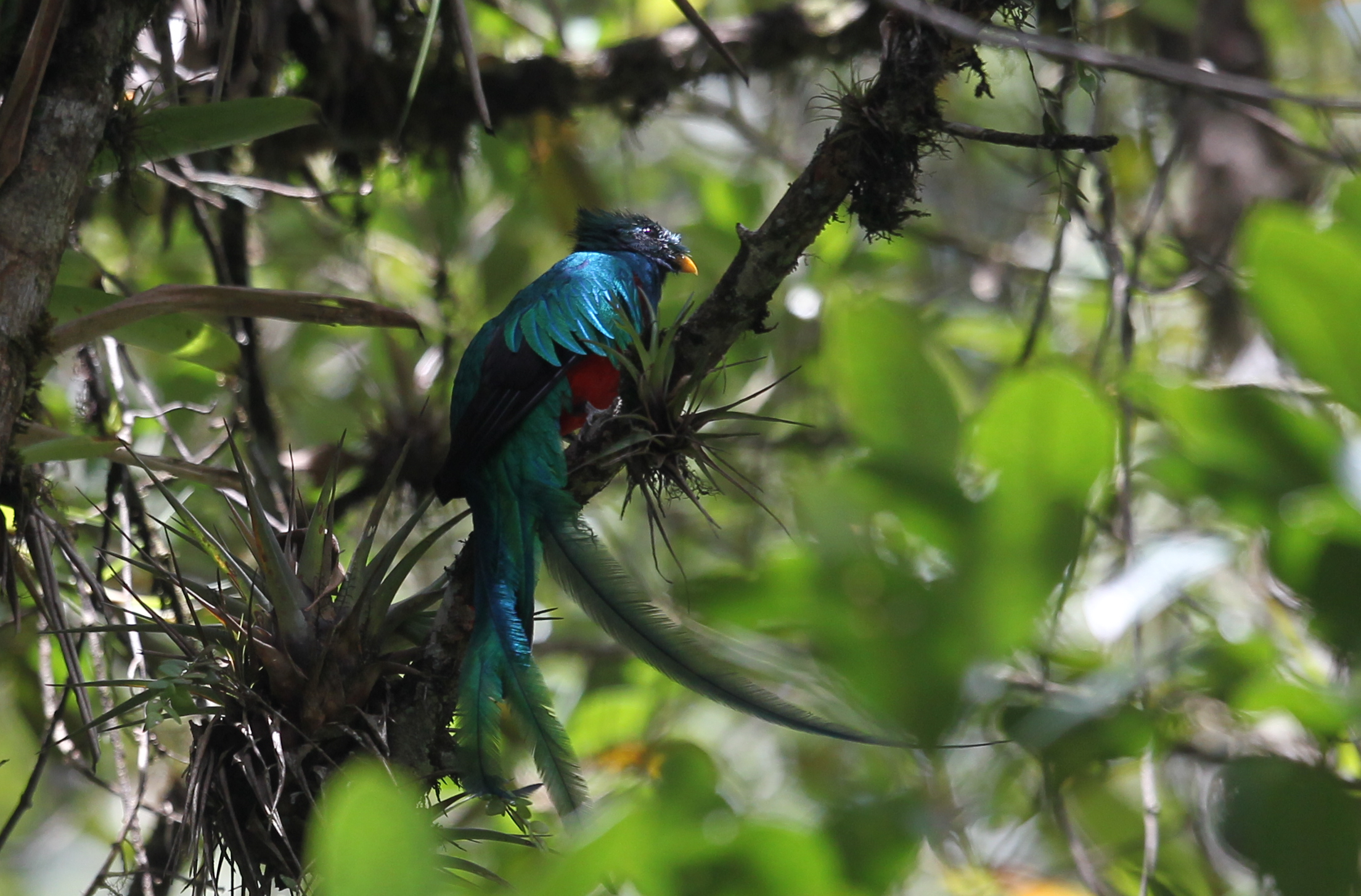 Cada cinco de septiembre, se conmemora al Quetzal como símbolo patrio, el cual habita en bosques nubosos y selvas de México y Centroamérica. (Foto Prensa Libre: Hemeroteca PL / Esbin García)