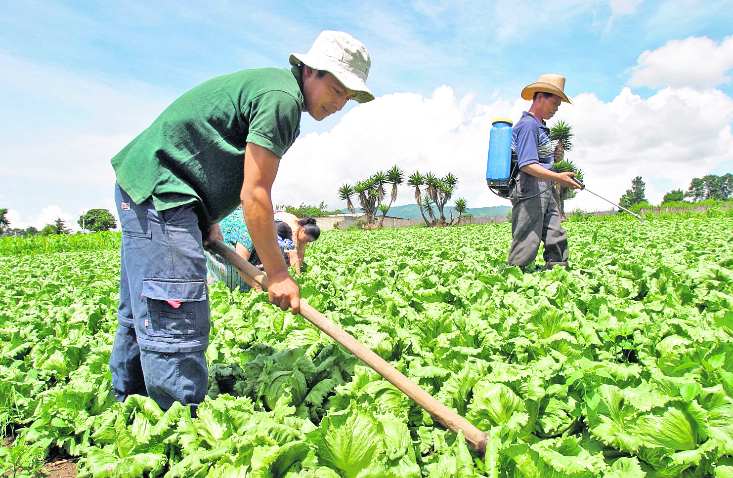 EL CICLISTA ROLANDO SOLOMAN, REALIZA TAREAS DE AGRICULTOR EN LA ALDEA LA ESPERANZA, EN JURISDICCIÓN DE PATZICIA CHIMALTENANGO. SU EQUIPO ELITE, LE ACOMPAÑA LUEGO DE HABER GANADO EL CAMPEONATO NACIONAL DE RUTA. FOTO POR EDDY RECINOS