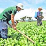 EL CICLISTA ROLANDO SOLOMAN, REALIZA TAREAS DE AGRICULTOR EN LA ALDEA LA ESPERANZA, EN JURISDICCIÓN DE PATZICIA CHIMALTENANGO. SU EQUIPO ELITE, LE ACOMPAÑA LUEGO DE HABER GANADO EL CAMPEONATO NACIONAL DE RUTA. FOTO POR EDDY RECINOS