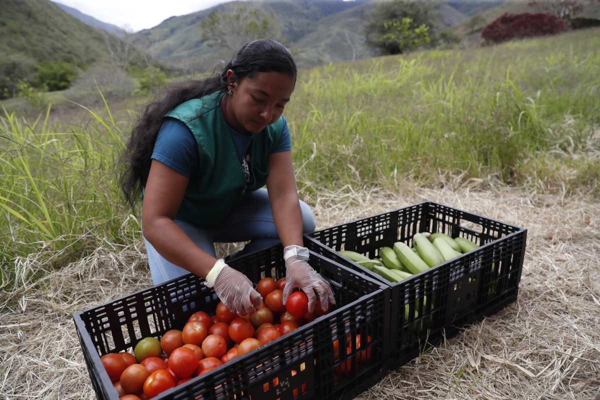 ACOMPAÑA CRÓNICA: COLOMBIA PAZ AME7033. NARANJAL (COLOMBIA), 11/10/2025.- Una campesina selecciona productos agrícolas este miércoles, en Naranjal, en el departamento del Valle del Cauca (Colombia). Aferrados a la convicción de que "es posible cambiar y que hay un futuro mejor", más de cien familias del caserío Naranjal han decidido sembrar frutas y café en vez de coca, con la tranquilidad de que lo que producen ya tiene comprador garantizado. EFE/ Ernesto Guzmán