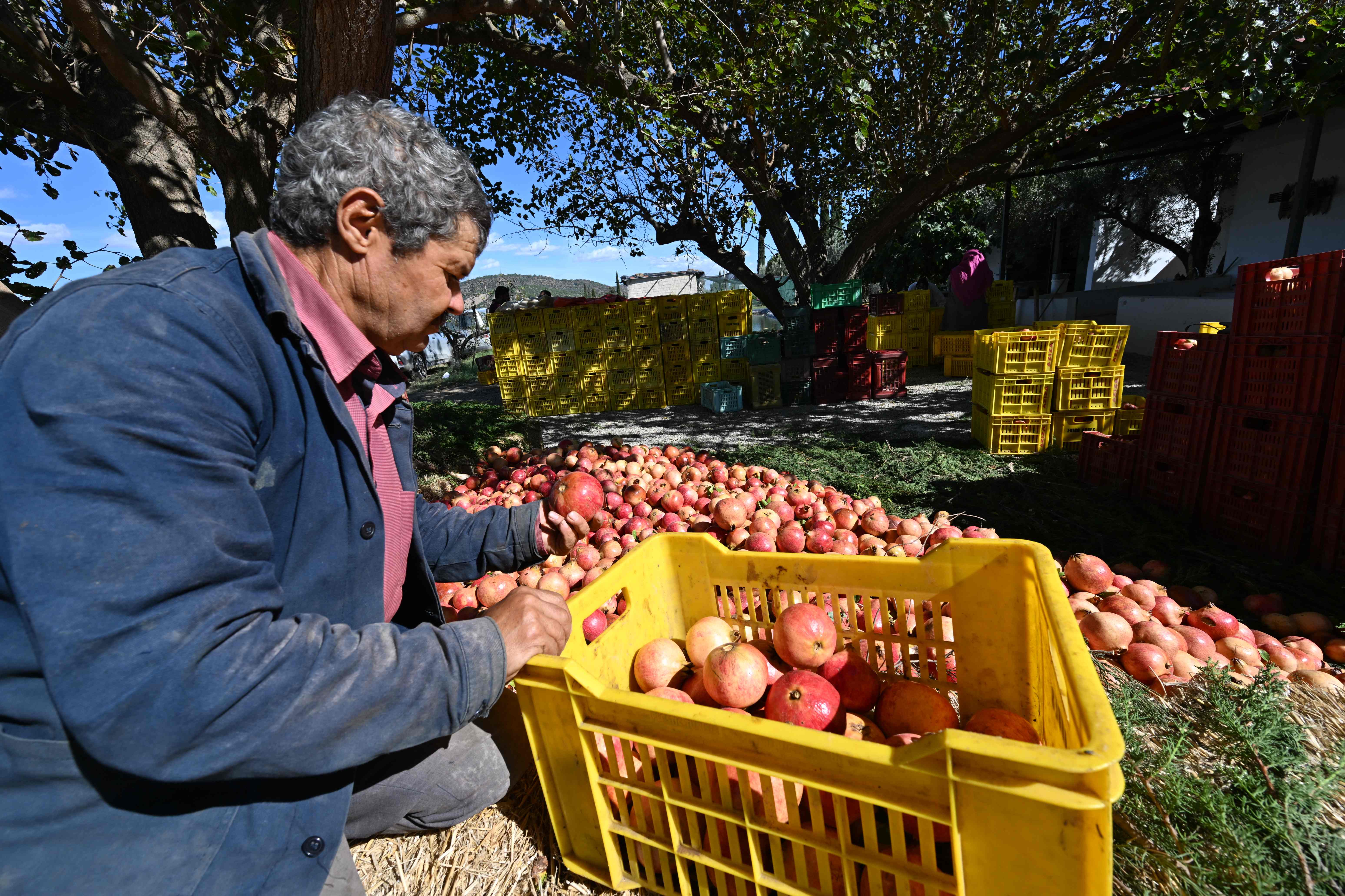 Tunisian farmers sort pomegranates at a farm in the town of Tebourba, about 30 kilometers west of Tunis, on October 23, 2025. (Photo by FETHI BELAID / AFP)