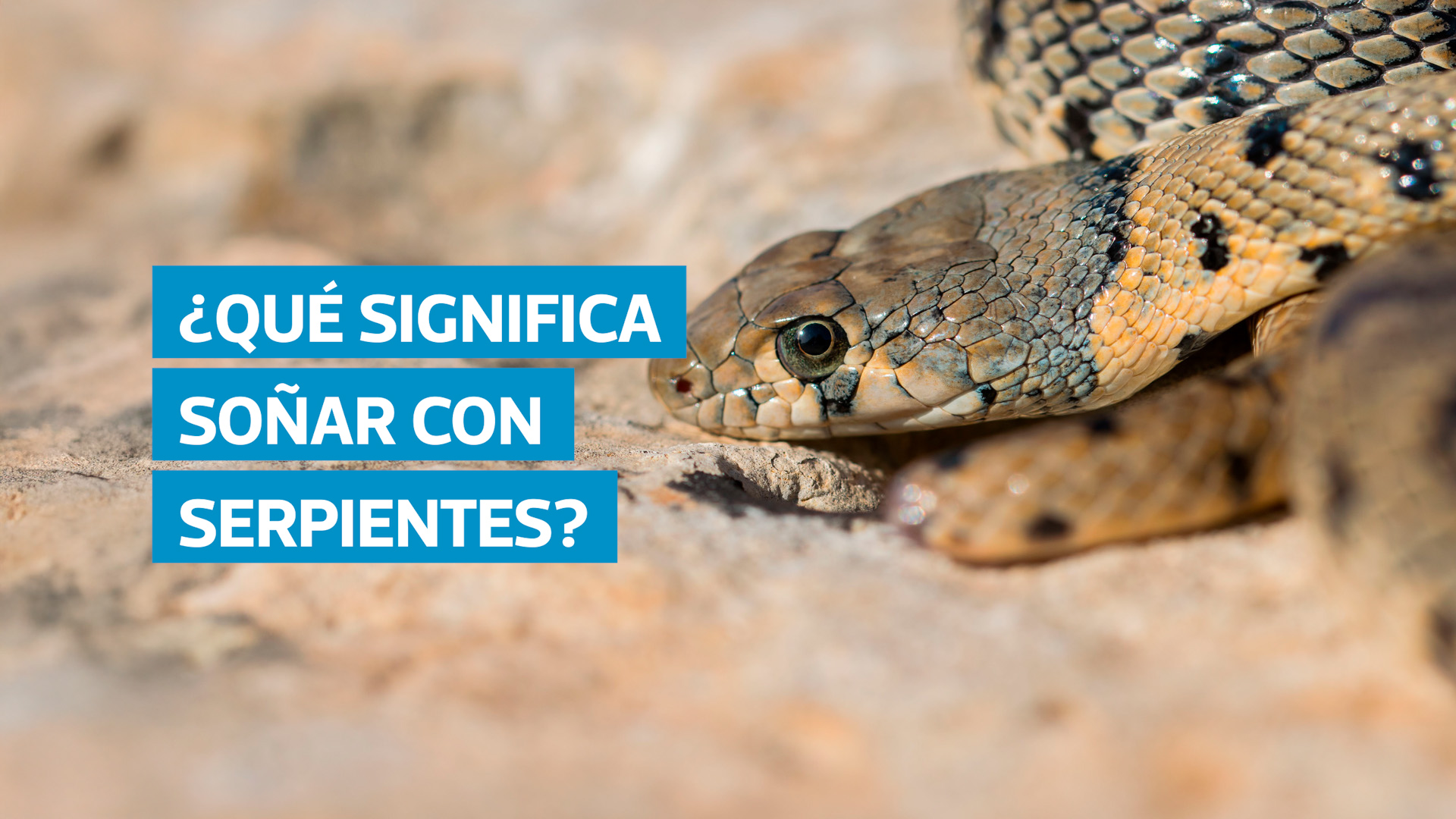 Los sueños con serpientes, víboras o culebras pueden interpretarse de múltiples formas, desde la representación de deseos reprimidos hasta señales de cambio o renovación. Freud y Jung analizaron su simbolismo como un reflejo del subconsciente humano.