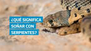 Los sueños con serpientes, víboras o culebras pueden interpretarse de múltiples formas, desde la representación de deseos reprimidos hasta señales de cambio o renovación. Freud y Jung analizaron su simbolismo como un reflejo del subconsciente humano.