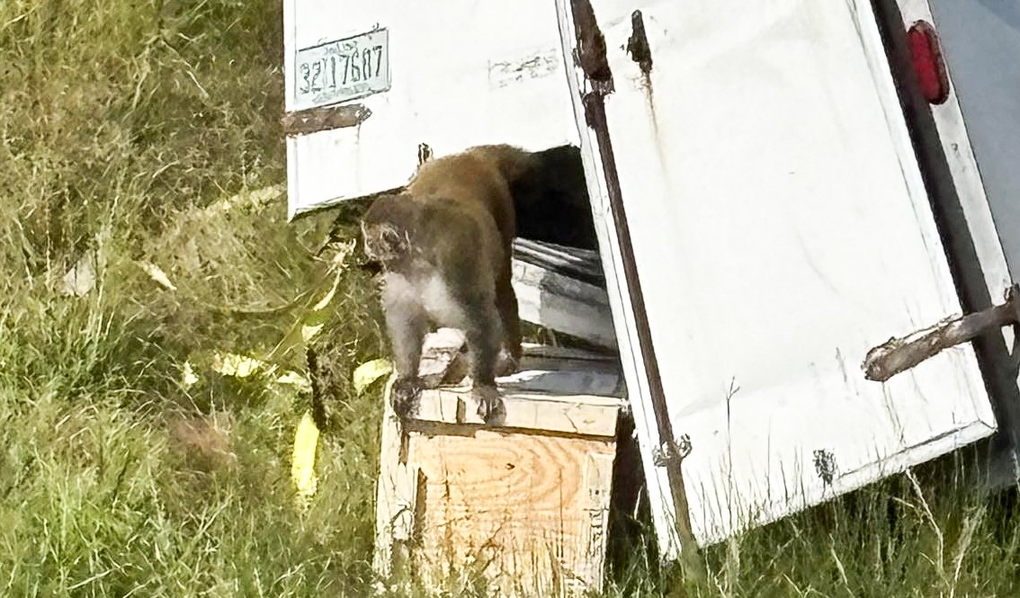 Monos que eran trasladados para investigación de virus se escapan tras accidente en EE. UU.