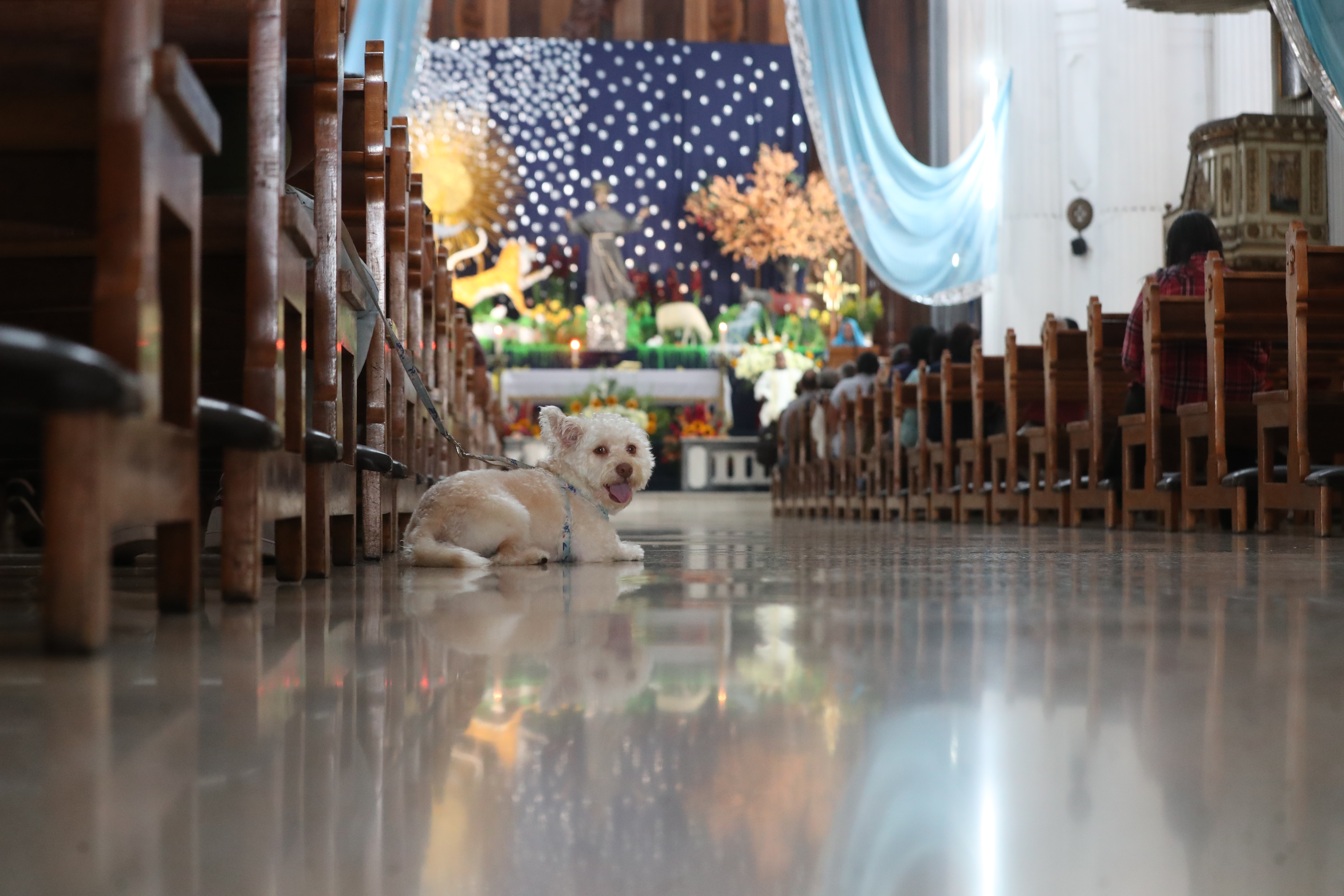 Bendición de Mascotas San Francisco de Asis