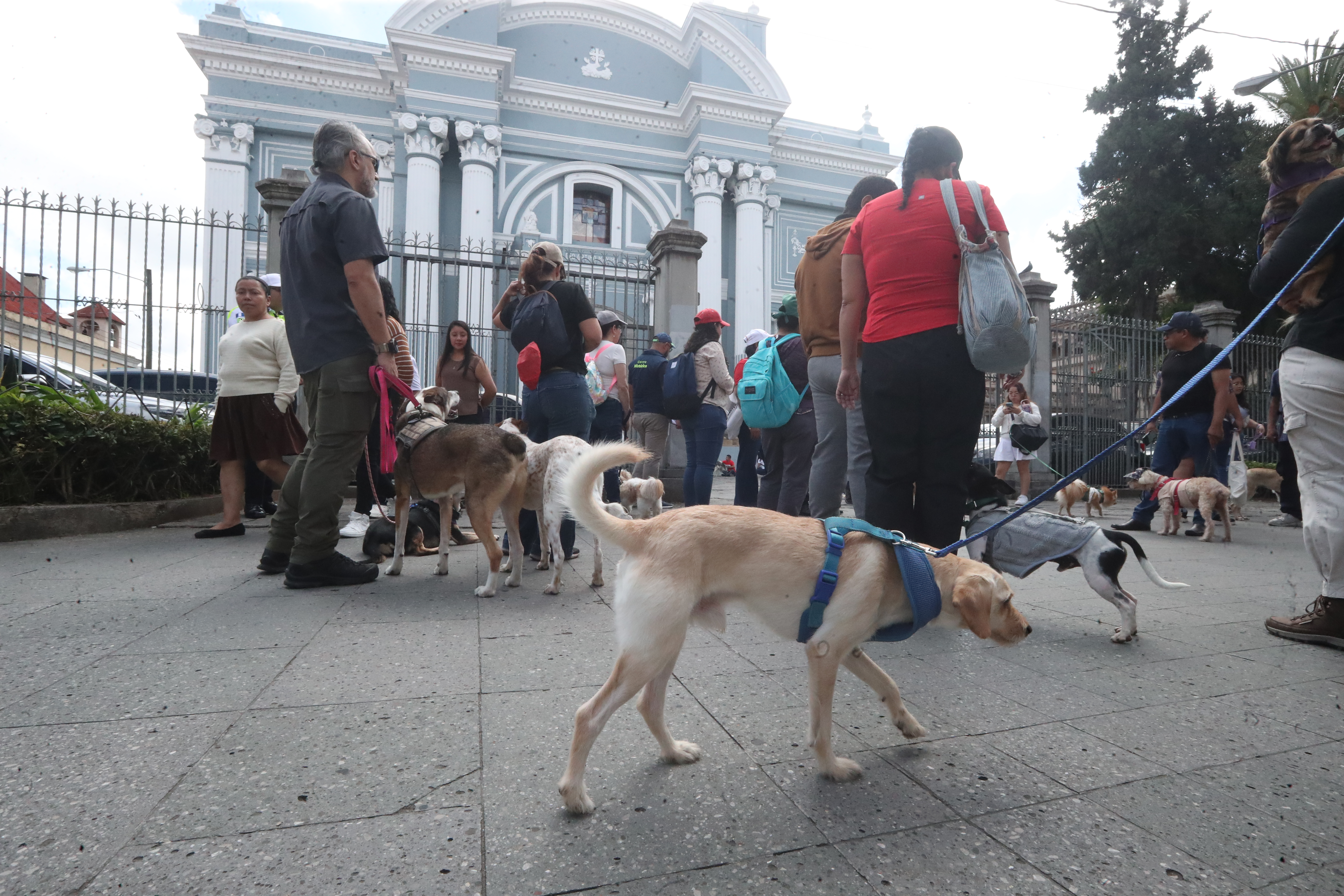BENDICION DE MASCOTAS