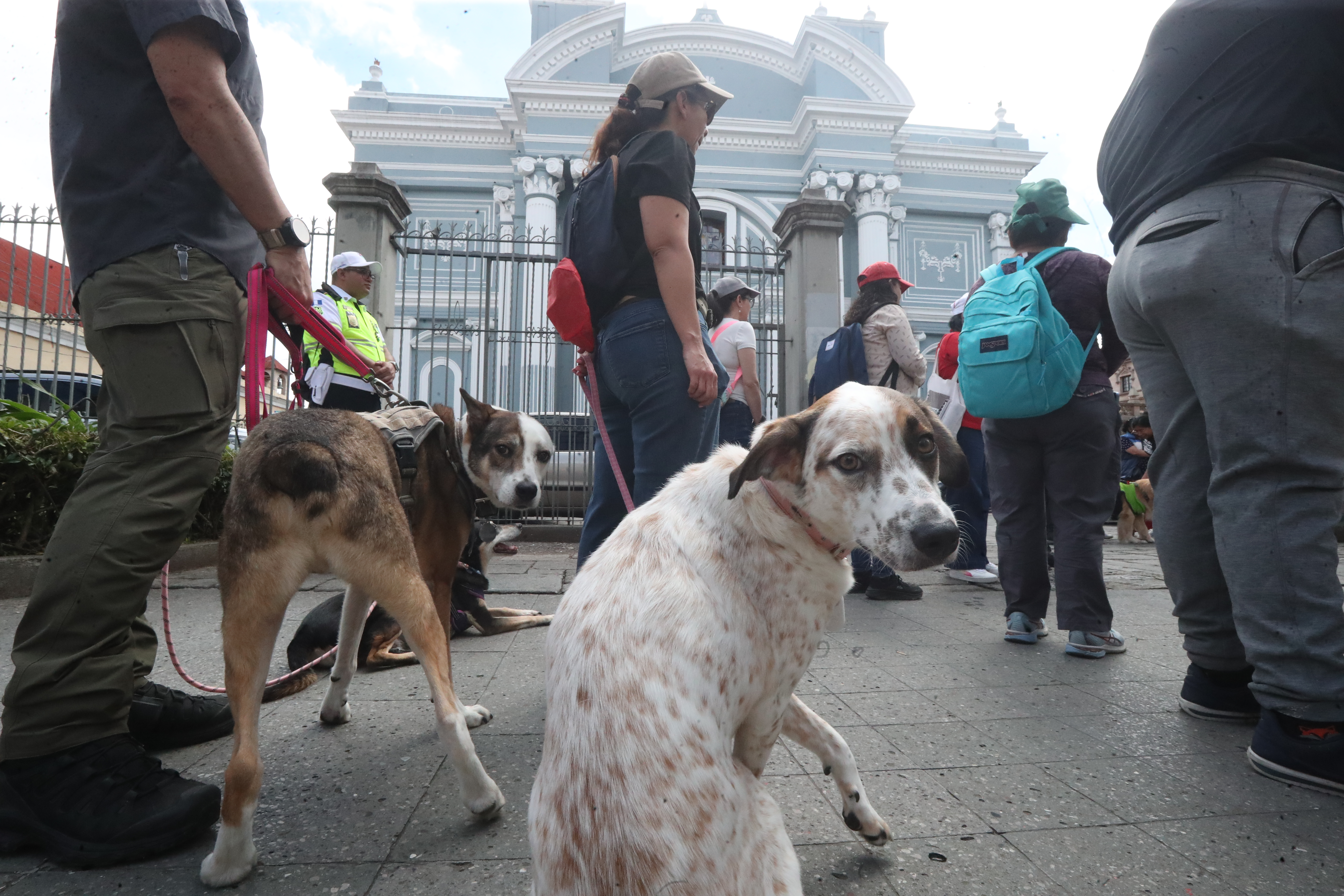 Bendición de Mascotas San Francisco de Asis