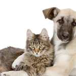 Las mascotas están expuestas a una gran cantidad de bacterias y virus. (Foto Prensa Libre: Shutterstock)