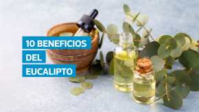 El eucalipto es reconocido por sus propiedades antiinflamatorias, antivirales y expectorantes. Expertos destacan que ayuda a aliviar problemas respiratorios, favorecer la cicatrización y mejorar el bienestar general, aunque su consumo debe hacerse con precaución.