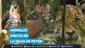 La selva maya de Petén sigue revelando sus tesoros naturales. Recientes avistamientos muestran imágenes impactantes de jaguares, pumas, tapires y aves exóticas como el águila crestuda y la garza tigre. Estos encuentros en la reserva de la biosfera son una muestra de la riqueza biológica de Guatemala y del rol clave que cumplen las áreas protegidas en la conservación de especies. El jaguar, considerado rey de la selva y símbolo en la cosmovisión maya, volvió a ser protagonista en registros que asombran a especialistas y ambientalistas.