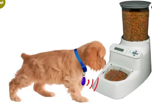 ¿Cómo la Inteligencia Artificial puede ayudar al cuidado de mascotas?