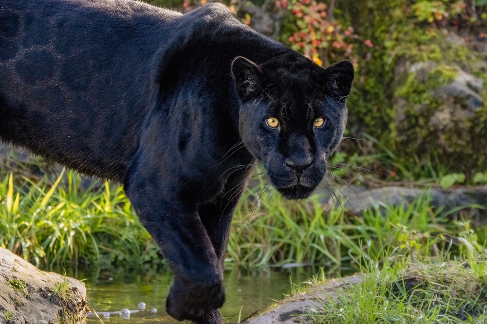 Jaguar desaparecido en San Juan Sacatepéquez: Conap analiza nueva estrategia para localizarlo