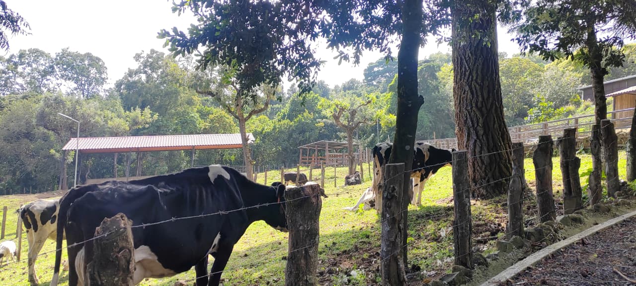 ALLANAN FINCA ALEJANDRO GIAMMATTEI SACATEPEQUEZ'