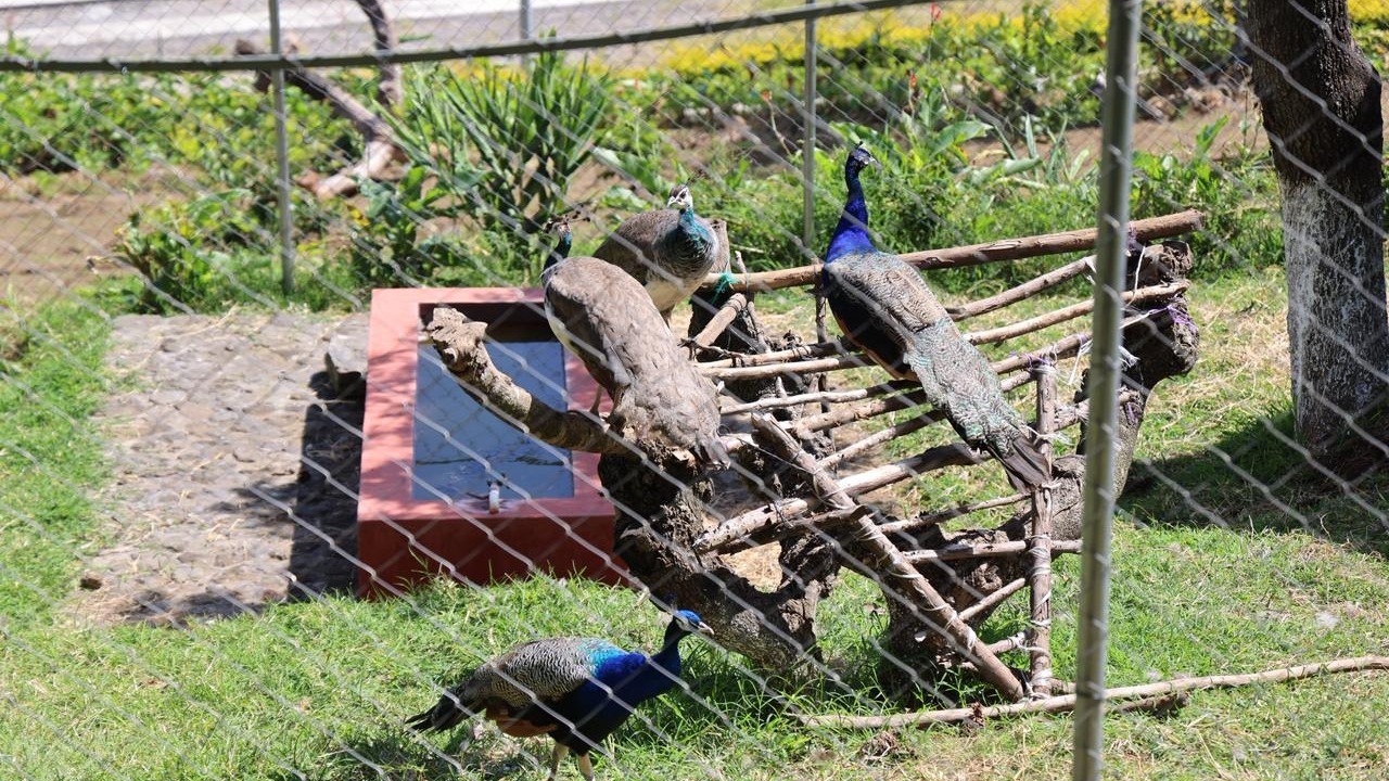 ALLANAN FINCA ALEJANDRO GIAMMATTEI SACATEPEQUEZ'
