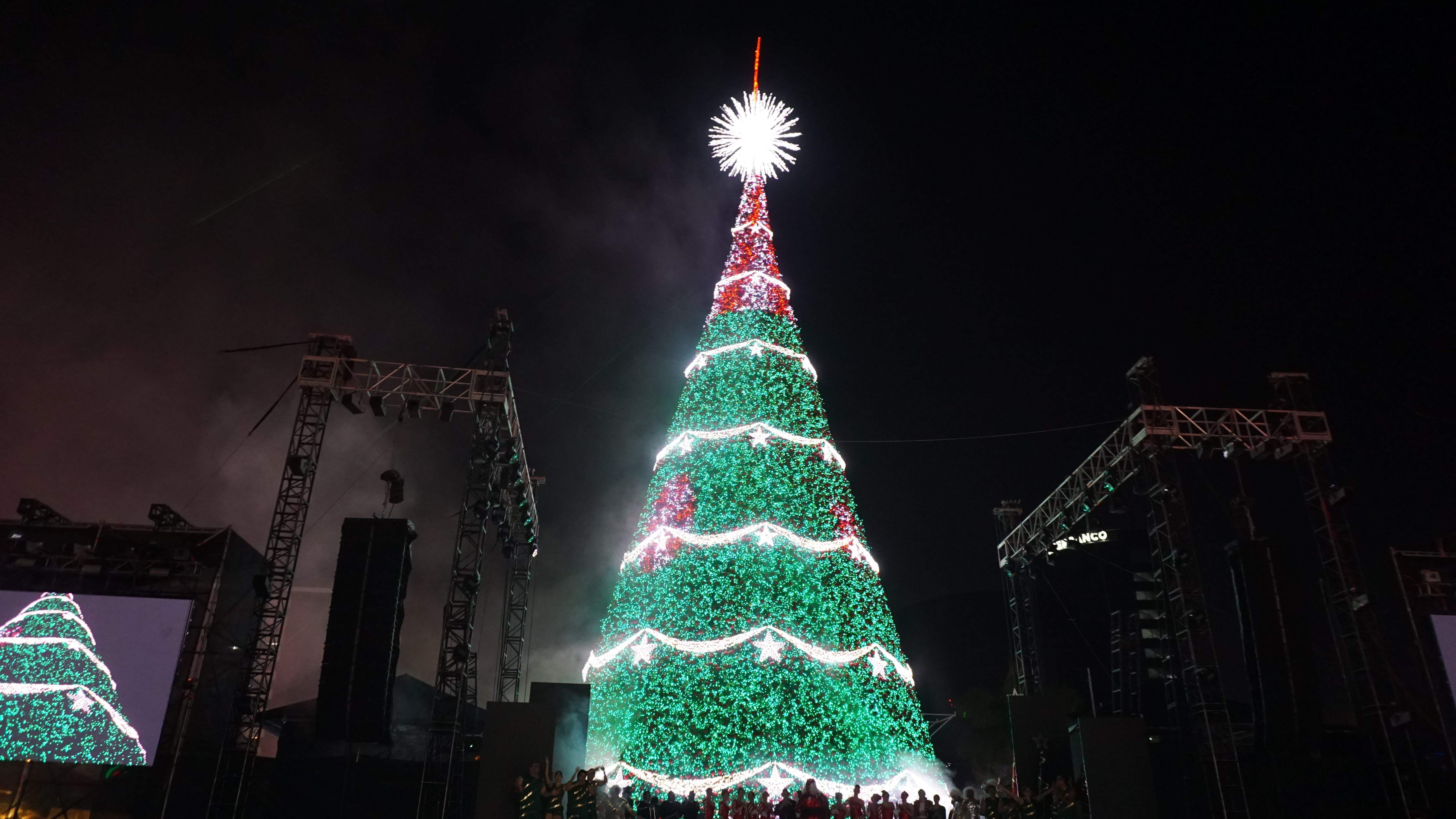 Arbol Gallo 2025 02'