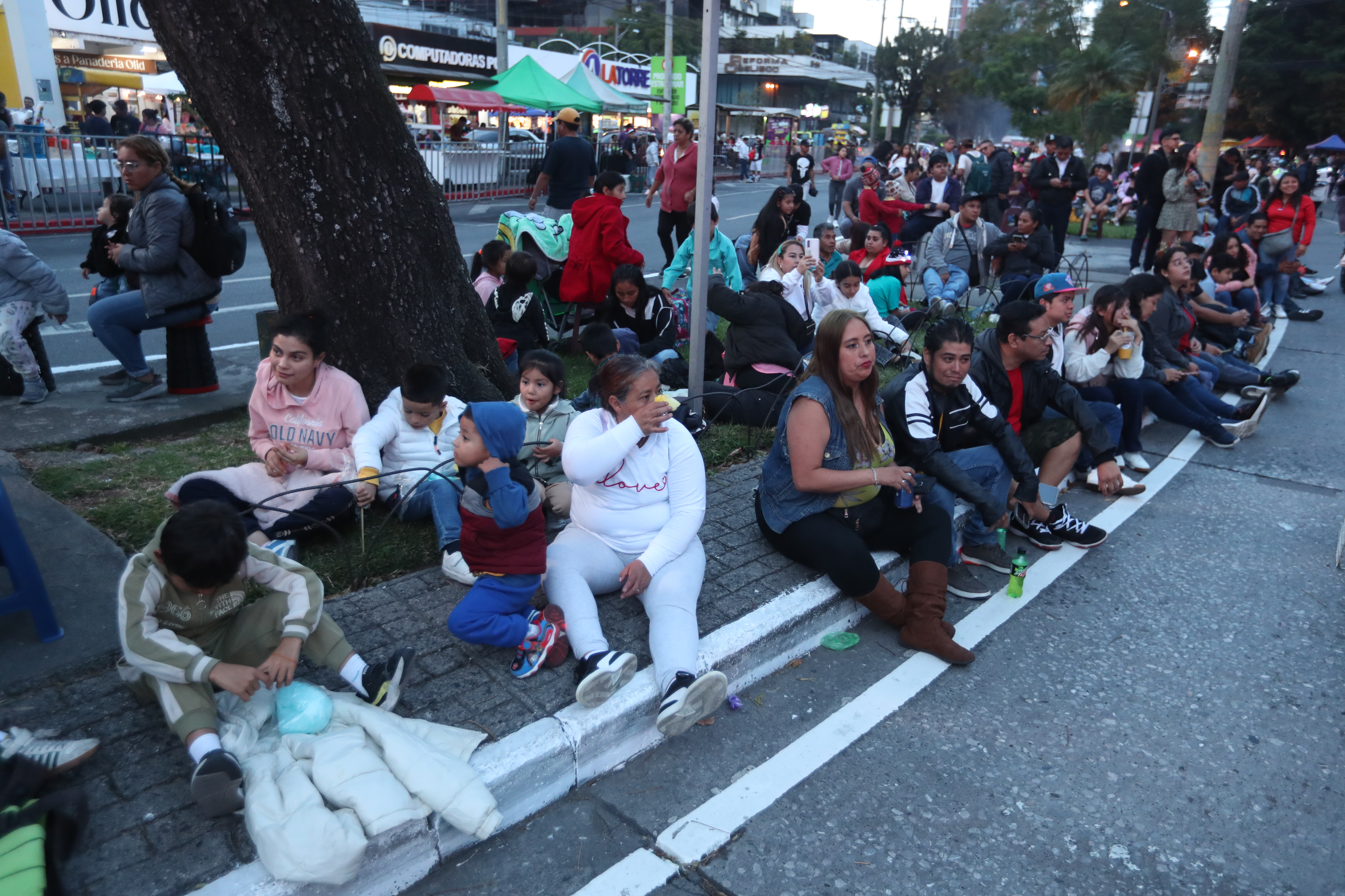 ARBOL GALLO 2025 03'