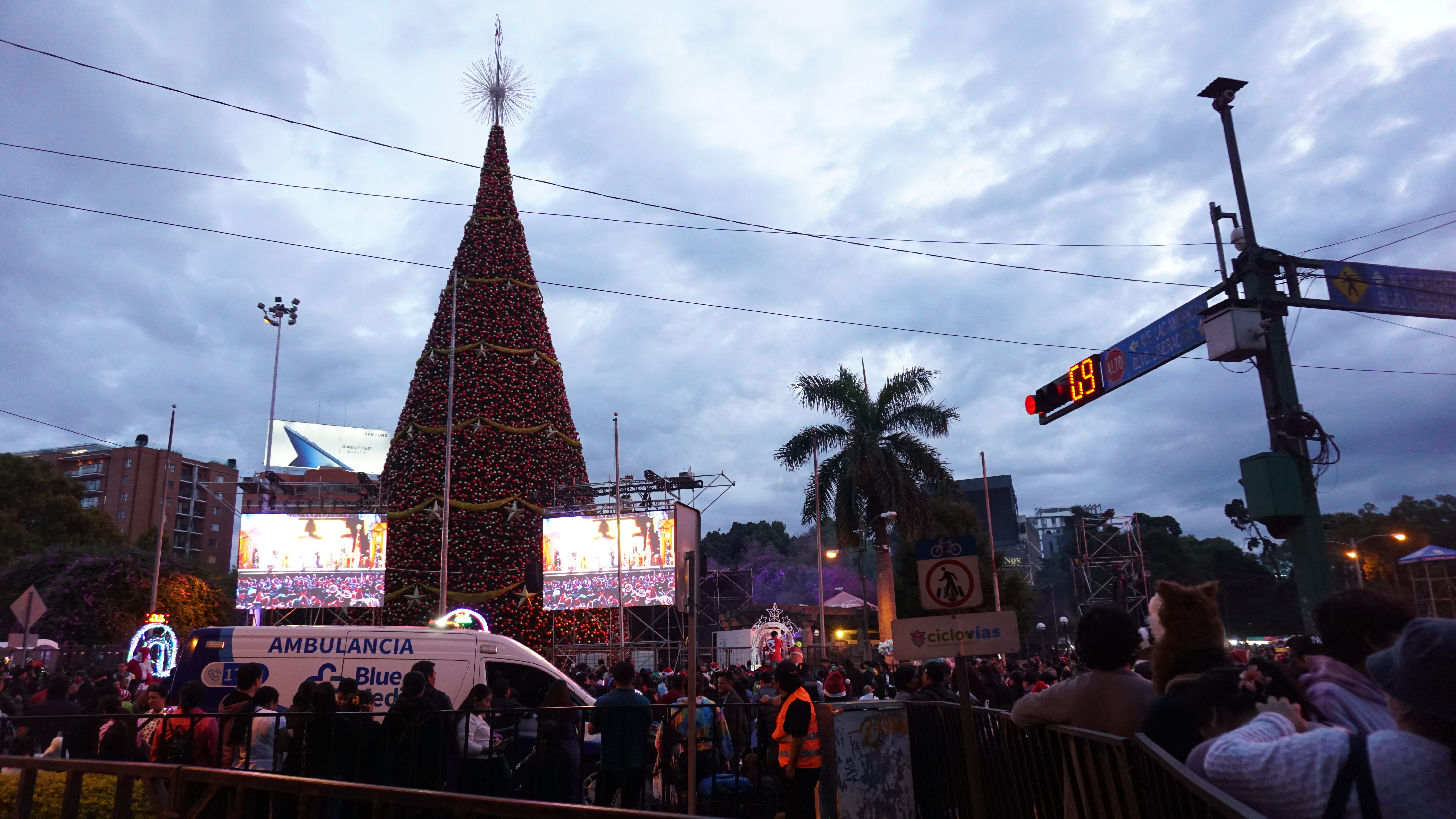 Árbol Gallo 2025 06'