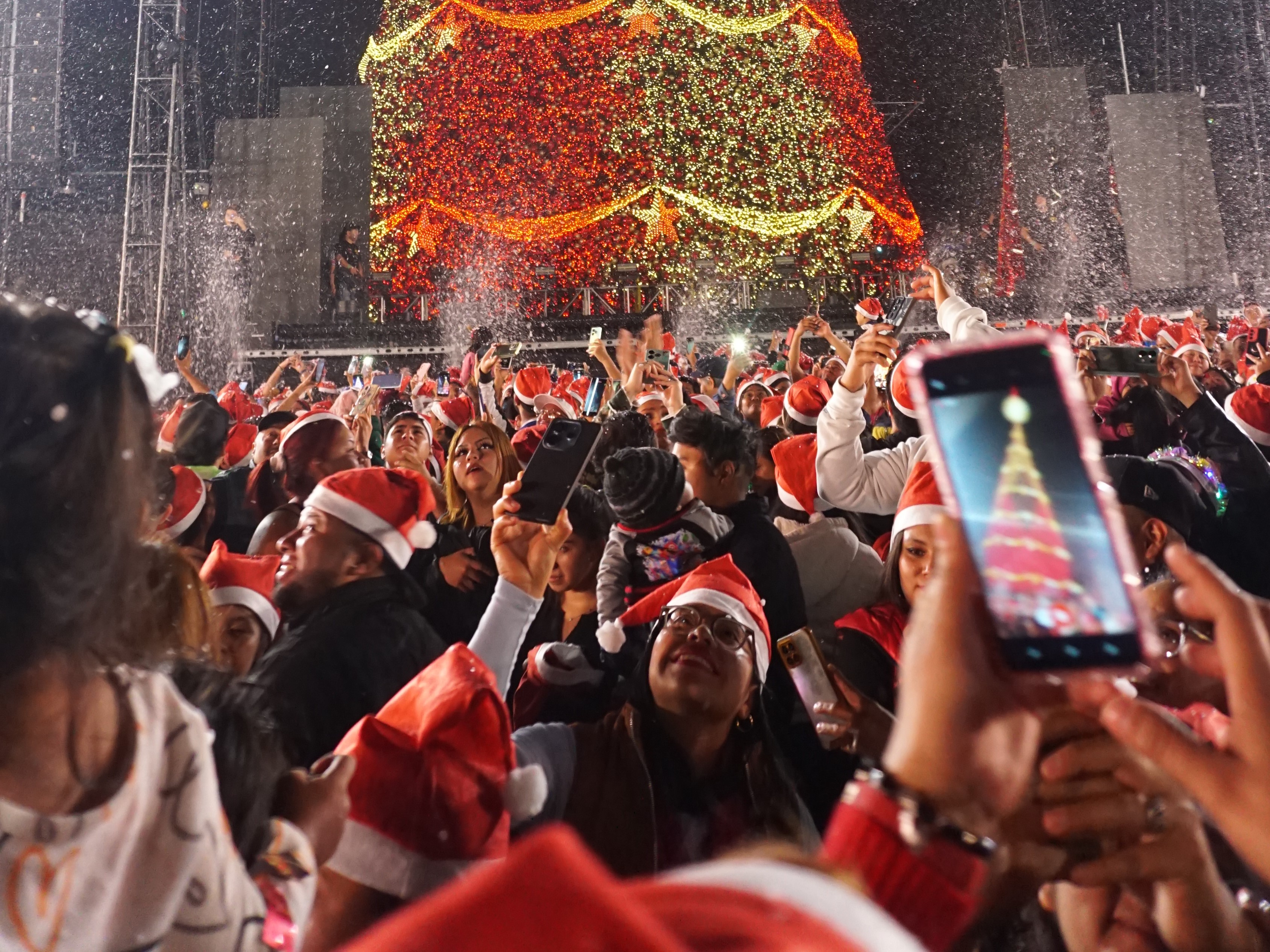 Árbol Gallo 2025 11'