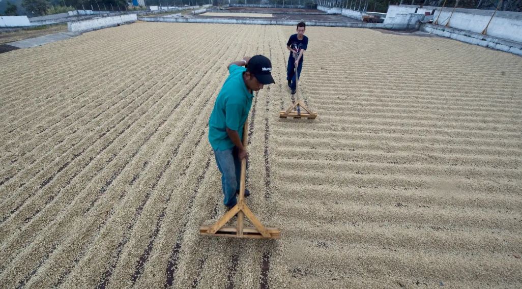 Exportaciones guatemaltecas agrícolas exentas de arancel por EE. UU. representan US$1 mil 642 millones