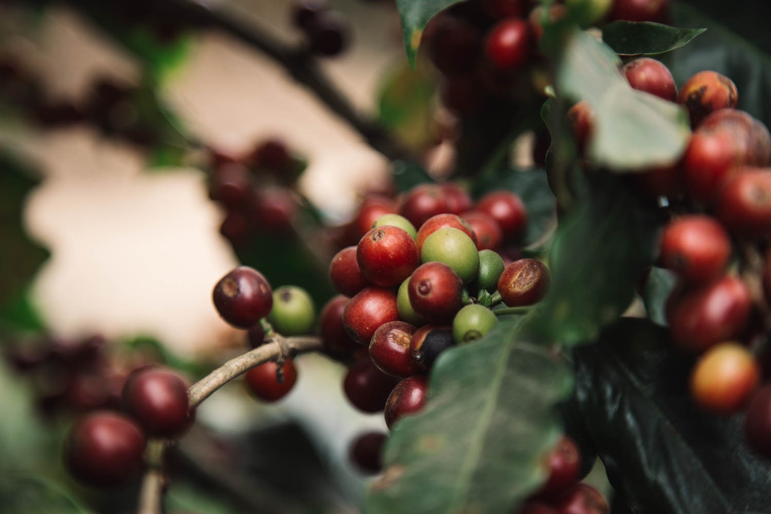 ¿Qué productos guatemaltecos entrarán con arancel cero cuando entre en vigor el TLC con Corea del Sur?