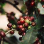 Corea del Sur es un mercado importante para las exportaciones de café guatemalteco, dirigido a consumidores con alto poder adquisitivo, según la Cámara del Agro. (Foto Prensa Libre: Cortesía Camagro)