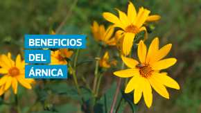 El árnica es una planta medicinal con propiedades antiinflamatorias y analgésicas que ayudan a calmar dolores musculares, reducir hinchazones y mejorar la cicatrización. Expertos advierten que solo debe usarse de forma externa, ya que su consumo puede ser tóxico.