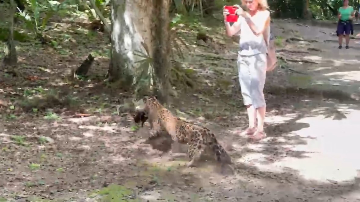 Jaguar sorprende a turistas en Tikal al cazar a un pizote en segundos; video capta el momento