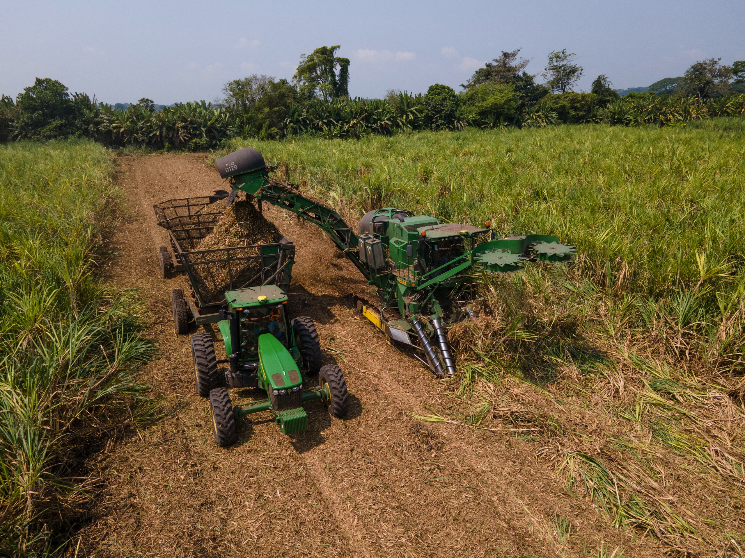 El inicio de la molienda de caña de azúcar por parte de los ingenios ubicados en esa región está previsto para esta semana. (Foto Prensa Libre: Hemeroteca PL)