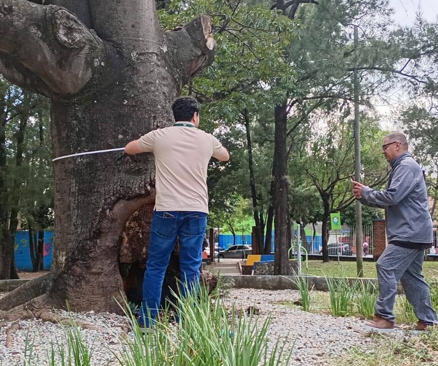 La razón por la que autoridades inspeccionan una ceiba en la zona 21 de la capital