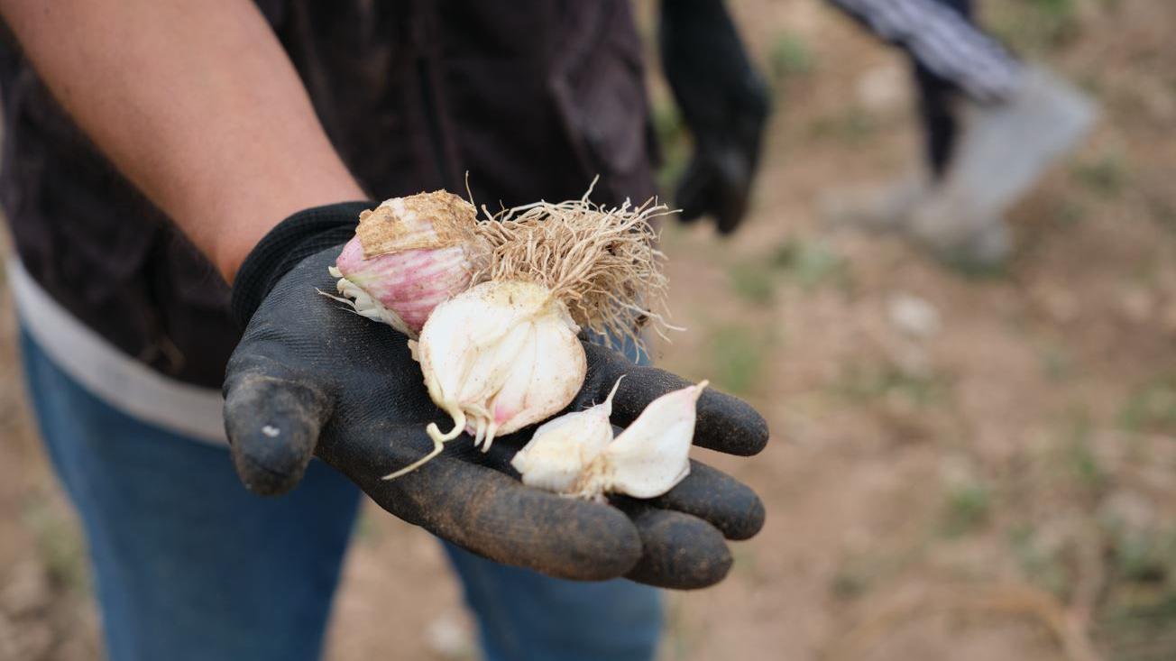 La fascinante historia del ajo (y cuáles son sus propiedades medicinales)