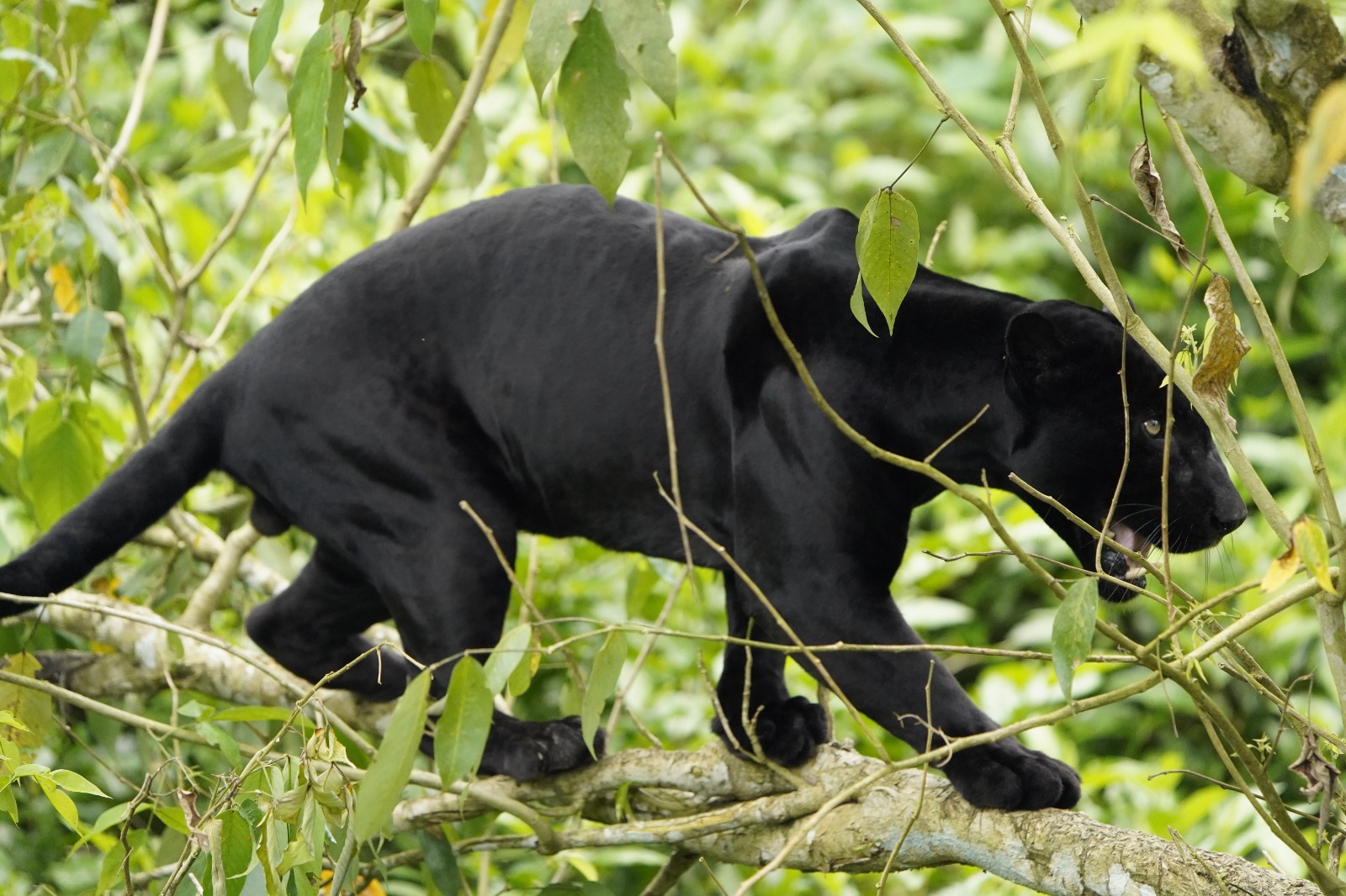 Rescatan jaguar melánico en San Juan Sacatepéquez tras siete días de intensa búsqueda