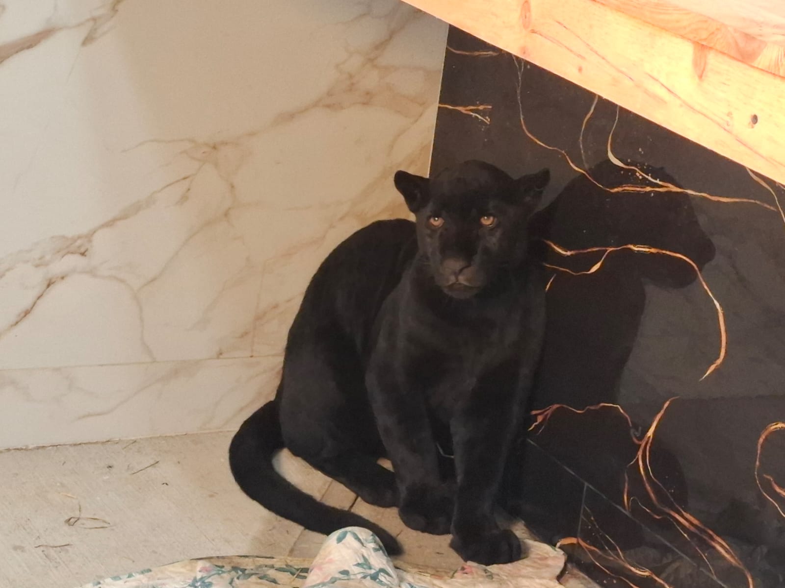 Jaguar melánico rescatado: cómo fue el operativo y por qué no puede volver a la vida silvestre