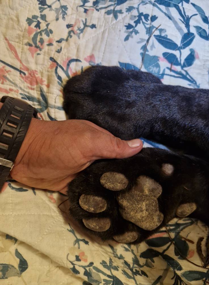 El equipo revisó al jaguar y le suministró suero, antibióticos y desparasitante para estabilizar su condición. (Foto, Prensa Libre: cortesía Jersson García).