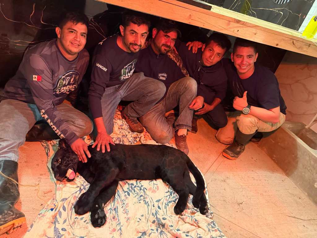 El equipo técnico especializado junto al jaguar melánico tras su localización y sedación, durante el proceso de evaluación y asistencia médica. (Foto, Prensa Libre: cortesía Jersson García)