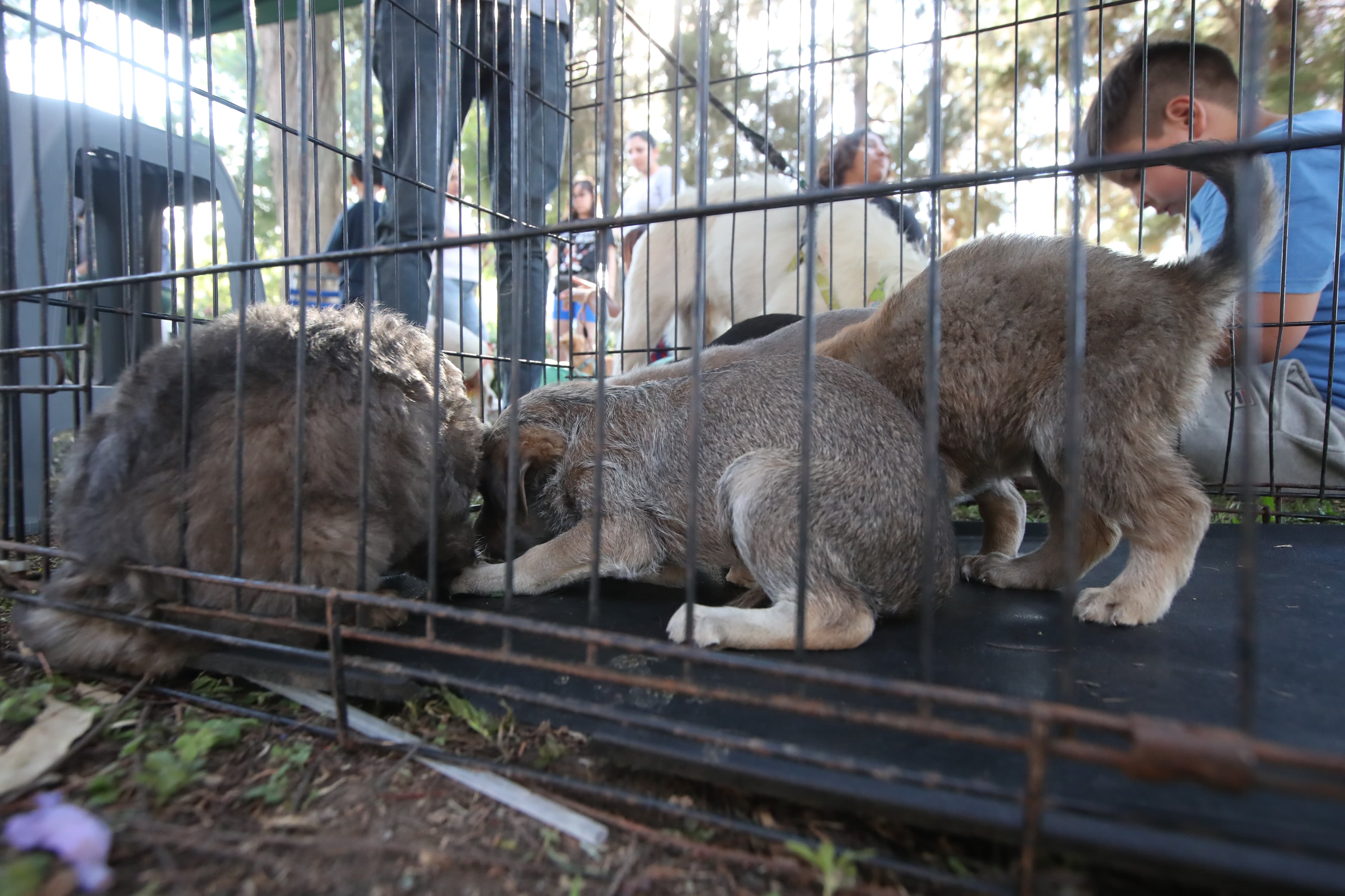 Maltrato animal será delito penal en Guatemala: Congreso aprueba reformas clave