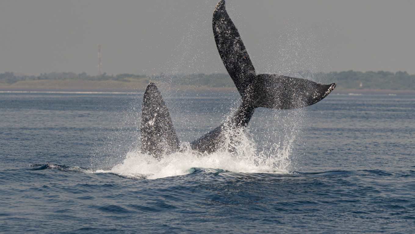 Turistas disfrutan de espectacular avistamiento de ballenas en Guatemala